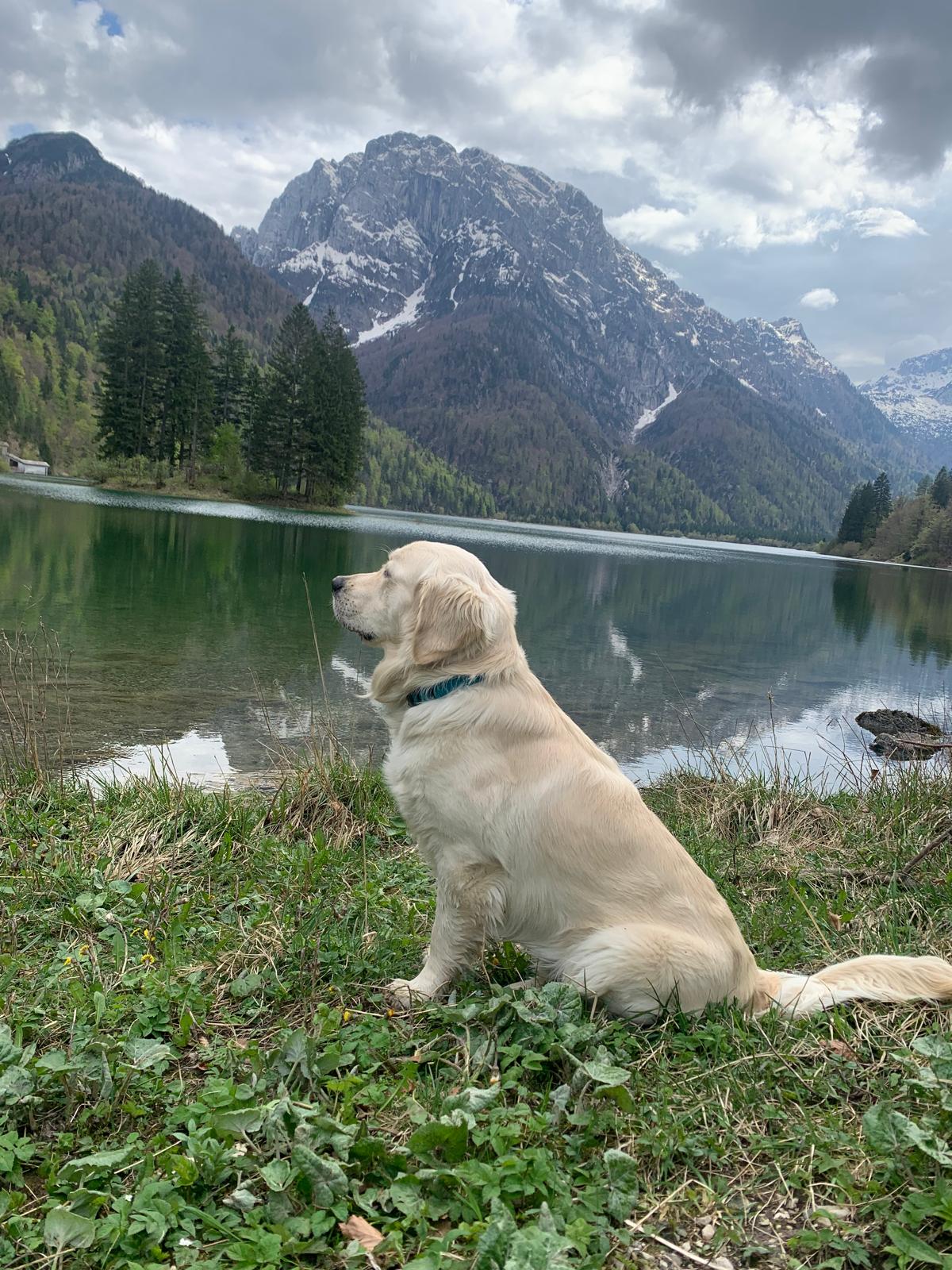 Pes u jezera v Julských Alpách